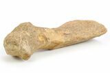 Plesiosaur Humerus Bone on Ammonite Stand - Asfla, Morocco #252375-2